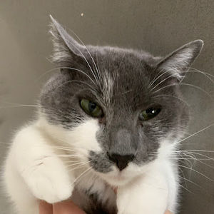 Meet your Posher, Ashdarlingii